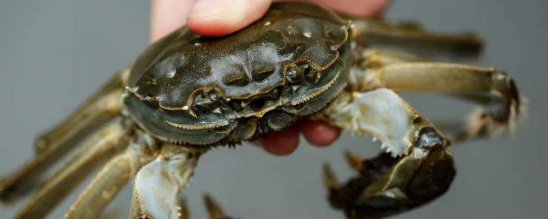 阳澄湖大闸蟹是河蟹还是海蟹