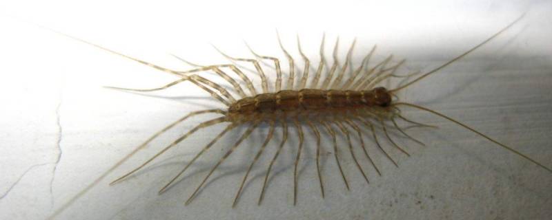 蚰蜒打死后怎么处理