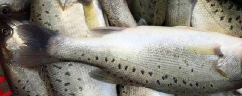 河鲈鱼和海鲈鱼的区别