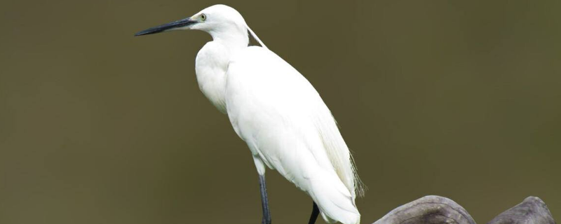 白鹭有哪些种类