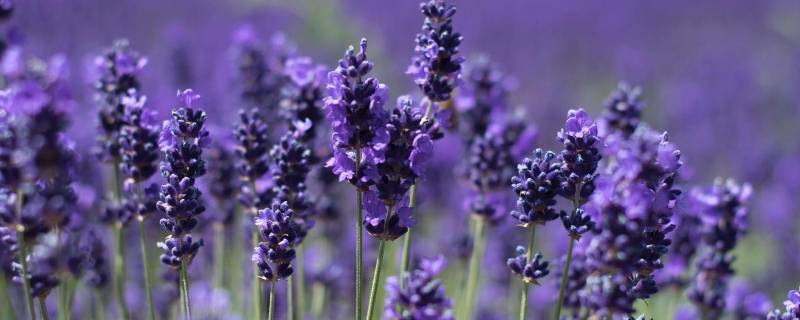 薰衣草在新疆哪里