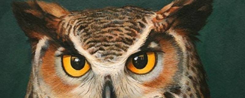 猫头鹰是什么科