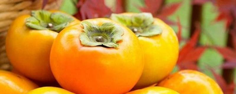 脆柿子放久了会变成软柿子吗