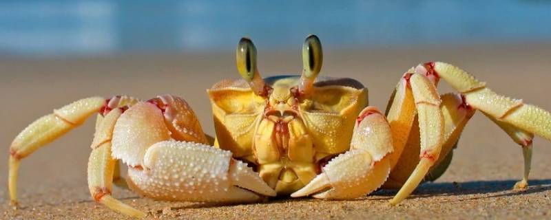 大闸蟹公蟹母蟹哪个蟹黄多