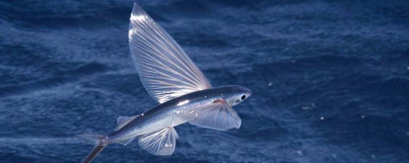 飞鱼为什么会飞