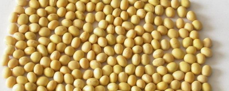 新鲜大豆怎么冷冻保存