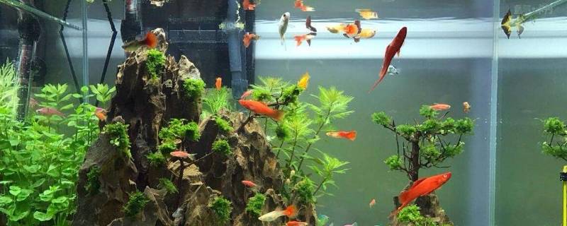 硝化菌能直接倒入鱼缸中吗