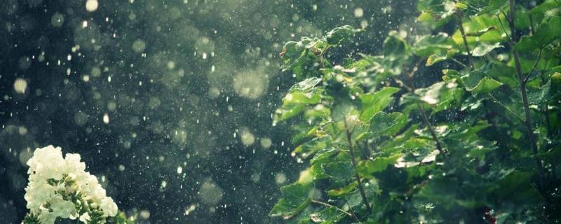 雨后无论是花草还是树木都怎么了