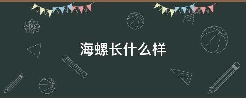 海螺长什么样