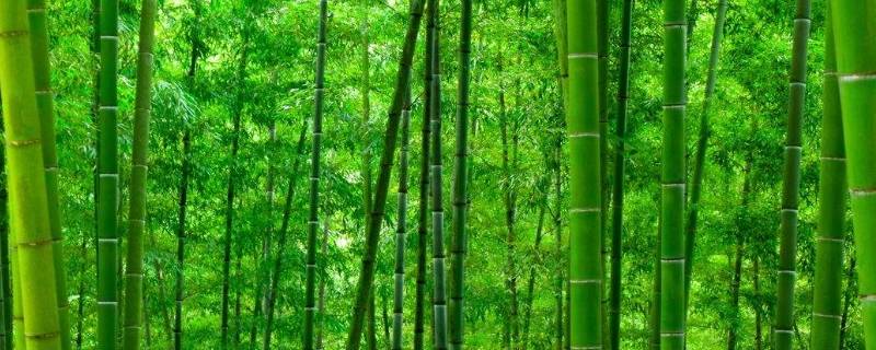 竹的雅称