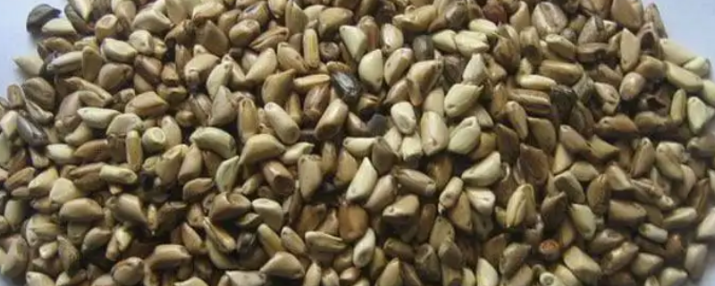 甘蔗的种子是什么样的