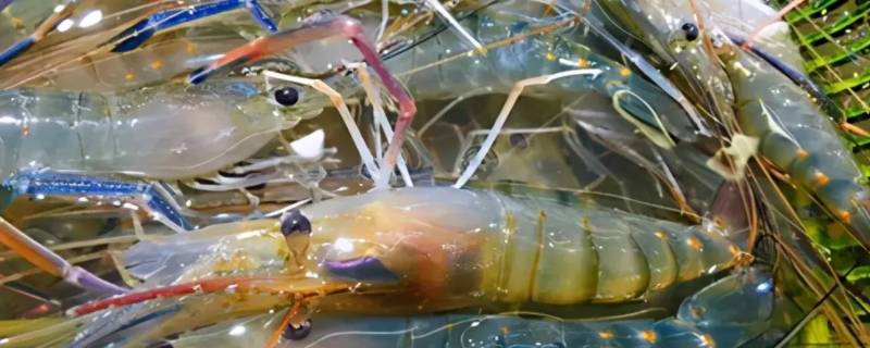 泰虾到底是什么虾