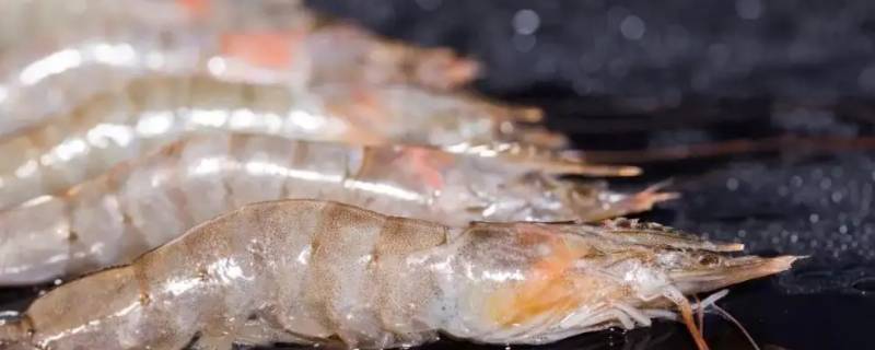 南美白虾是淡水虾还是海水虾