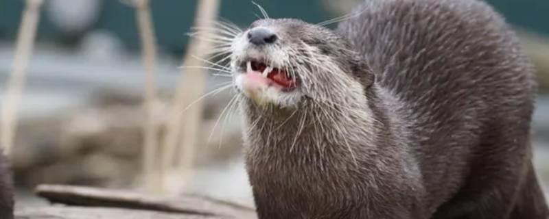 水獭寿命一般多少年
