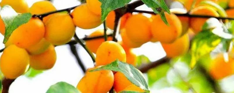 梅子黄的时候是什么季节
