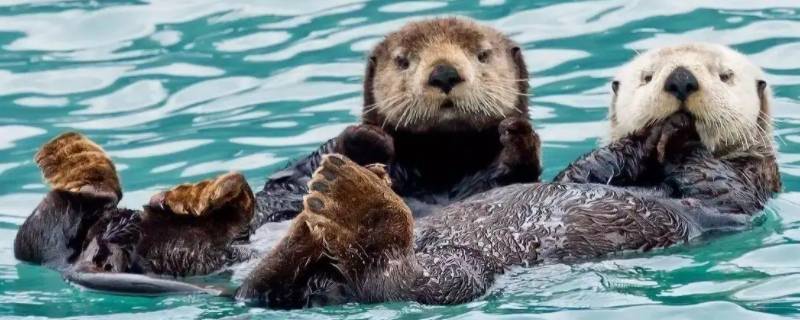 海獭能养吗