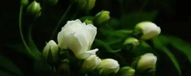 为什么在花园中能闻到花香