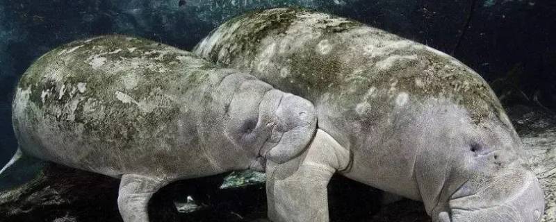 儒艮和海牛是同一种动物吗
