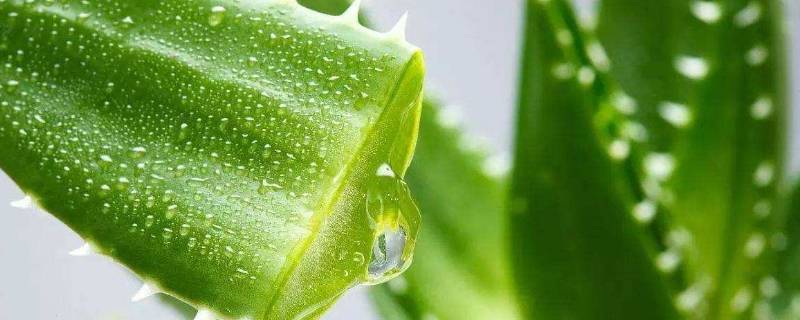 芦荟补水效果好吗