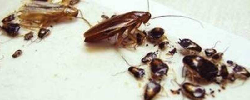 房间里为什么会有蟑螂