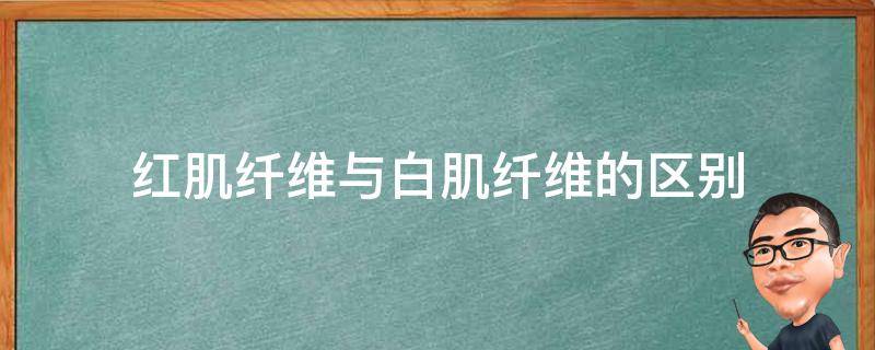 红肌纤维与白肌纤维的区别
