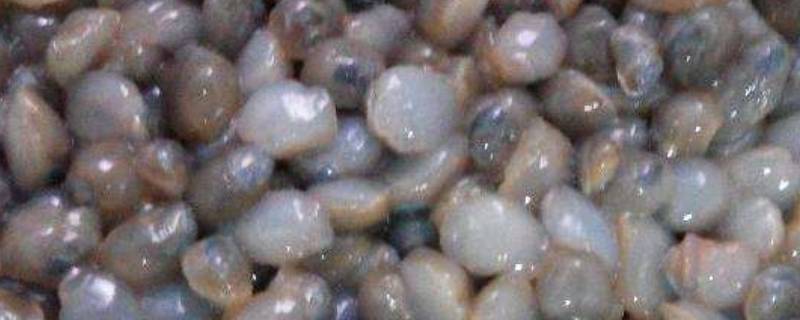 泥螺怎么洗最快最干净