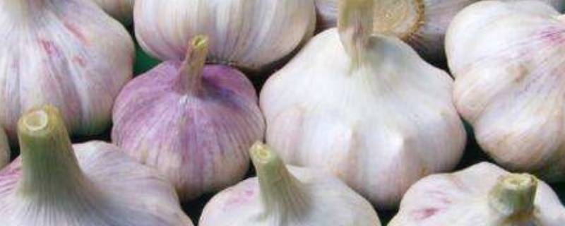 干蒜和新蒜有什么区别
