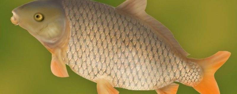 鲤鱼为什么很少人吃