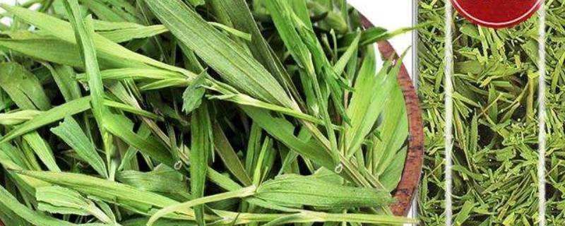 普通竹叶可以泡水吗