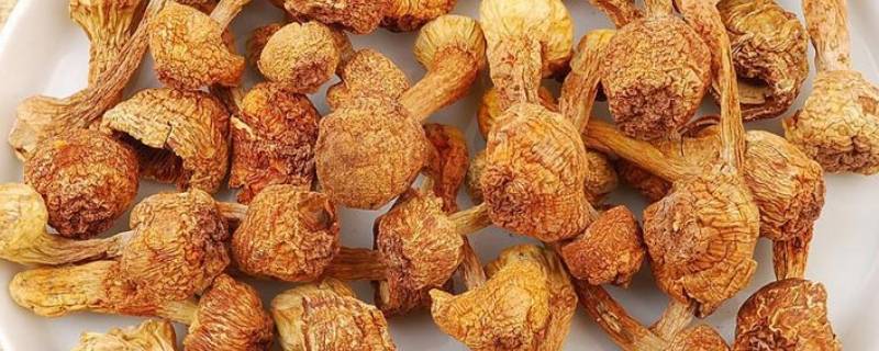 干松茸怎么吃