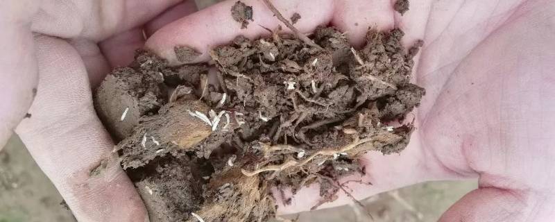 老式厕所蛆虫怎么杀死