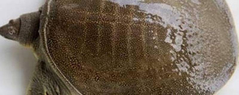 甲鱼高压锅压几分钟