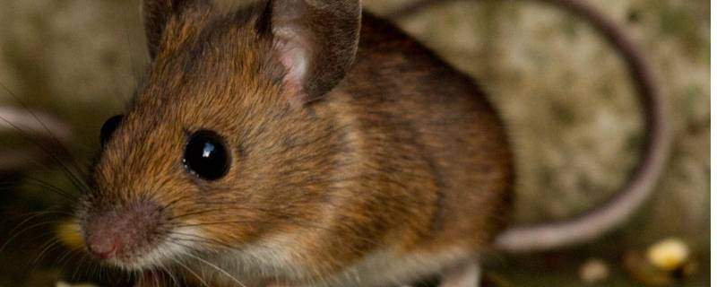 老鼠爬过的被子能盖吗