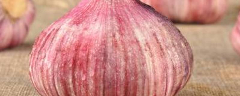 去皮大蒜瓣怎么保存