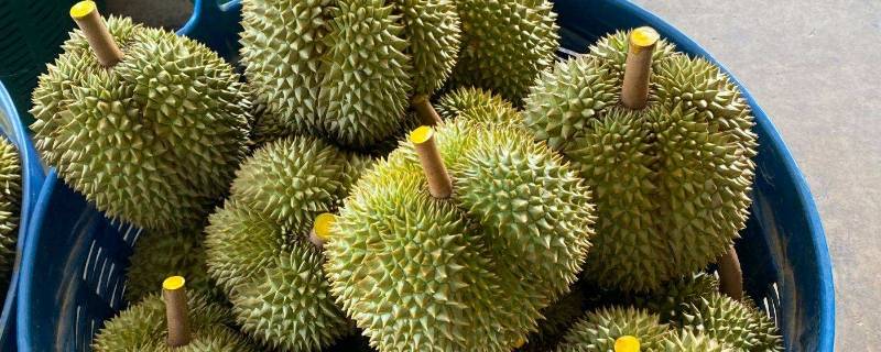 榴莲一直不开口会坏吗
