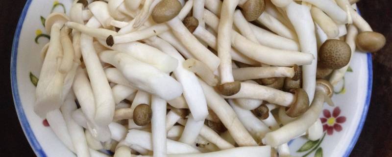 白玉菇需要焯水么