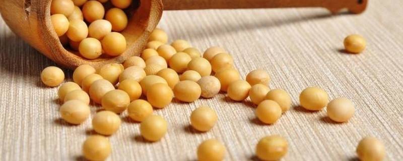 黄豆泡多久
