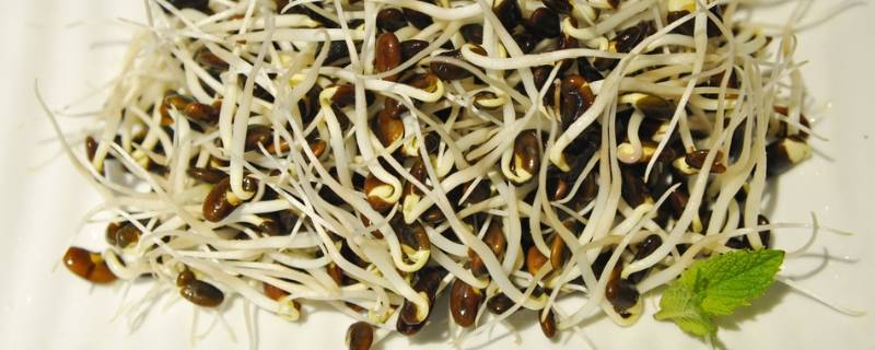 家庭怎样发黑豆芽