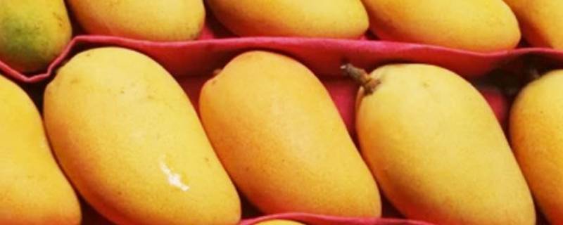 小台芒和大台芒果的区别