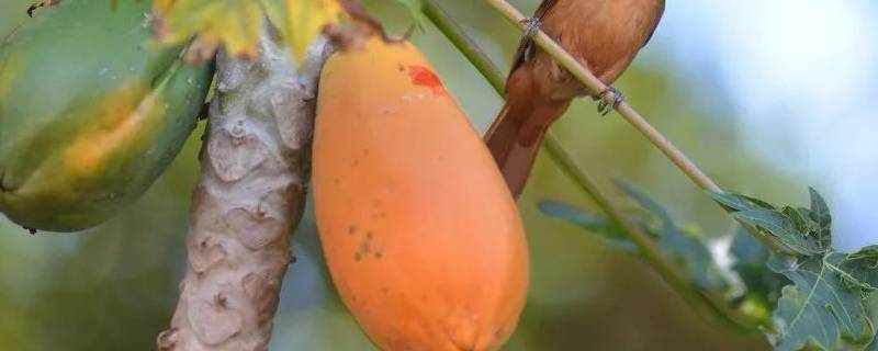 木瓜不甜是怎么回事