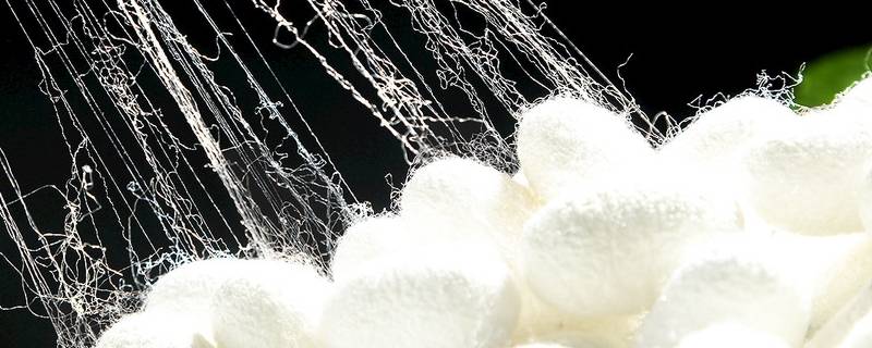  为什么有的蚕丝是黄的