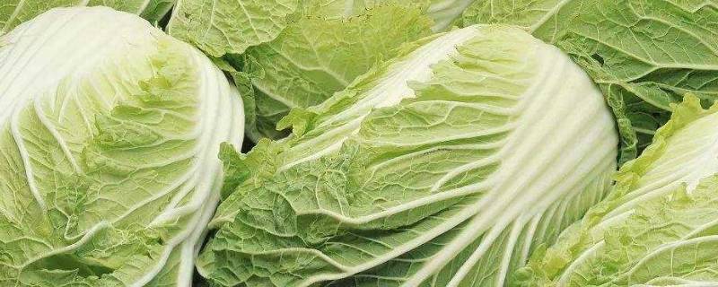 白菜每层都有黑点点是什么