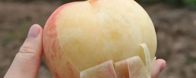 桃子要去皮去吃吗