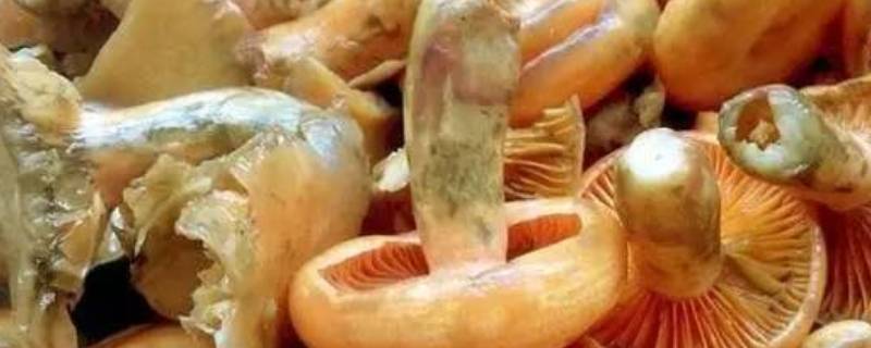 松菌怎么清洗和保存
