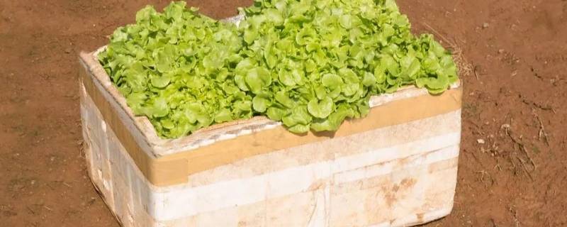 泡沫箱子种菜底下要不要有漏洞