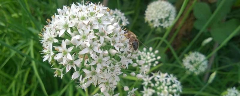 韭苔花可以吃么 生活百科