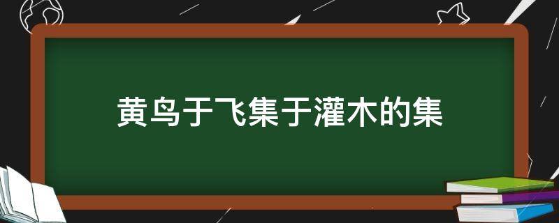黄鸟于飞集于灌木的集是什么意思