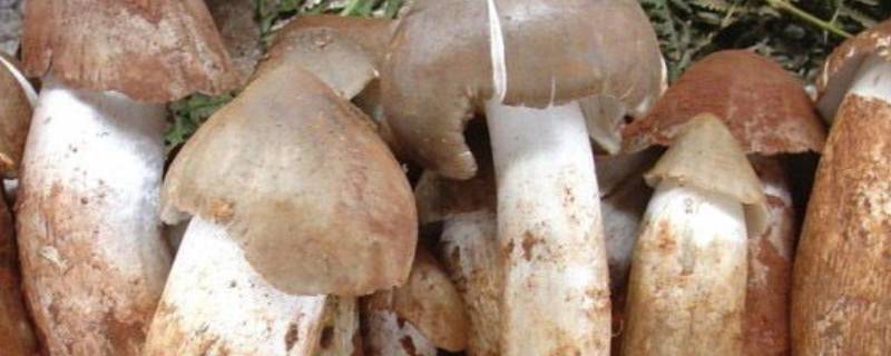 山塔菌怎么做来好吃