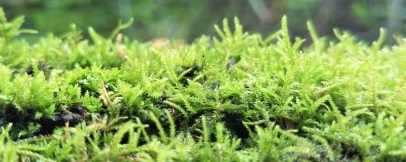青苔用什么方法可以清除掉?