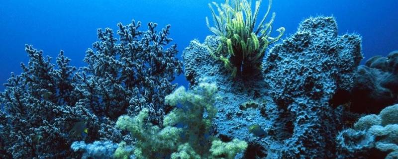 海绵是如何进食的